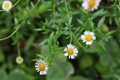 Erigeron annuus